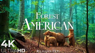 FOREST 4K 🌲 American Nature Relaxation Film  Peaceful Relaxing Music  4k Video UltraHD [upl. by Uile]