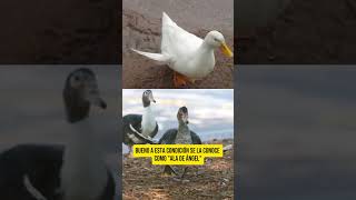 Patos Con quotAla De Ángelquot [upl. by Ynnavoig]