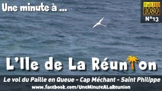 Le vol du Paille en Queue  Cap Méchant  Saint Philippe  Une minute à La Réunion HD N°13 [upl. by Wisnicki681]