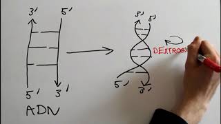 Des nucléotides au chromosome LADN dans tous ses états [upl. by Nava237]