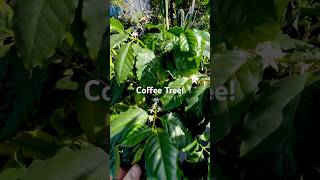 GROWING COFFEE IN A POT 😂 paulstingray garden coffeetree [upl. by Coats]