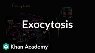 Exocytosis  Membranes and transport  Biology  Khan Academy [upl. by Ledah]