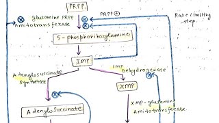 Regulation of Purine Biosynthesis Regulation of Pyrimidine Biosynthesis [upl. by Ybrek]