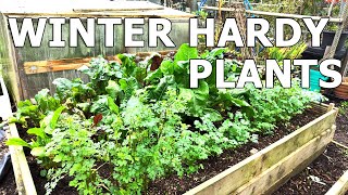 NOVEMBER  Winter Hardy Plants allotment winterplants gardening allotmentdiary amersham [upl. by Shane]