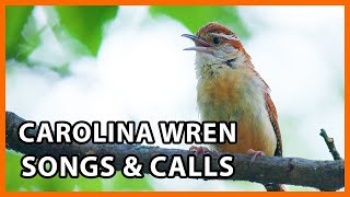 6 Carolina Wren Songs and Calls [upl. by Howe413]