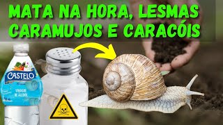 VEJA O RESULTADO MATA NA HORA INSETICIDA NATURAL CONTRA LESMAS CARAMUJOS E CARACÓIS [upl. by Eppesuig]