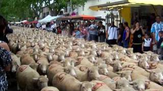 départ du troupeau de moutons en transhumance [upl. by Alcott]