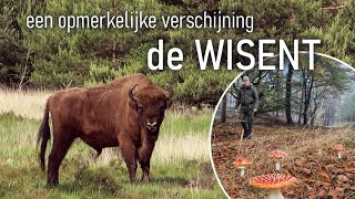 82  DE WISENT  een opmerkelijke verschijning [upl. by Ubald]