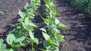 Drip Irrigation Vegetable Gardening [upl. by Aser]