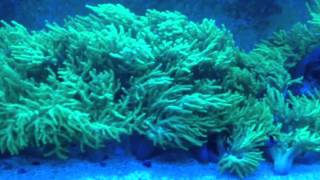 Neon green sinularia forest REEF [upl. by Nadnal]