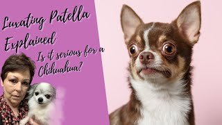 Luxating Patella In Chihuahuas Explained [upl. by Olodort132]