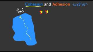 Cohesion and Adhesion [upl. by Nacul]