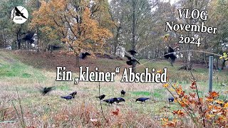 Ein Break im November  Natur amp Wildlife Vlog November 2024 Teil 1 [upl. by Nima]