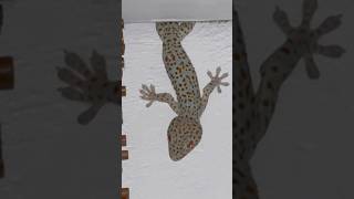 TUKO gecko tokaygecko tuko reptile lizard [upl. by O'Carroll]