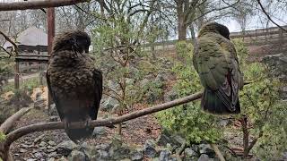 Nestoři kea v Zoo Zlín [upl. by Mariel]