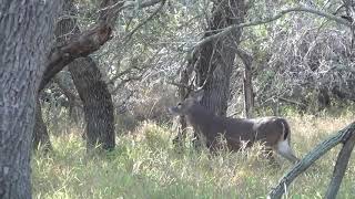 King Ranch Bucks 2020 [upl. by Russon289]