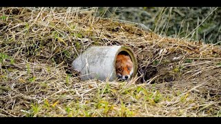 Fuchsjagd am Kunstbau  Baujagd  Fuchsbau bejagen  Fox  hunting [upl. by Kordula]