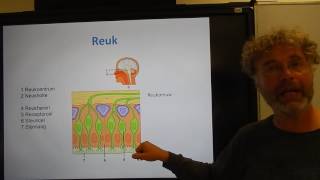 Biologie HV OB De reuk en smaak [upl. by Lekcar]