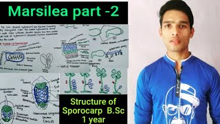 Structure of Marsilea Sporocarp  External and internal morphology [upl. by Draper]