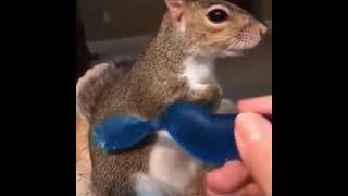 Squirrel cant get enough of massage by a toothbrush  Squirrel having spa time and massage [upl. by Utley42]