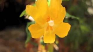 Mimulus aurantiacus stigma closure [upl. by Evie]