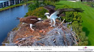 Moorings Park Osprey 01 03 2024 2  Harry z rybą dla Sally [upl. by Eentirb]