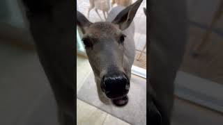 Person Offers Snacks to Herd of Deer in Their Backyard [upl. by Laira]