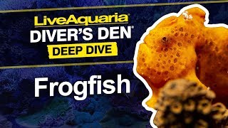 LiveAquaria® Diver’s Den® Deep Dive Frogfish [upl. by Dadinirt]