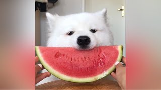 ASMR Dog Eating Watermelon [upl. by Sophie]