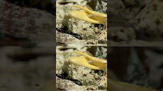 Fiddler Crabs Fights Over Female Who Doesnt Care crab fiddlercrab crabs [upl. by Theodor335]