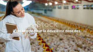 Comment bien vacciner les poulets de chairs pendant les 21 premiers jours [upl. by Diet325]