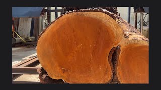 Quarter sawing GIANT CUBAN MAHOGANY sawmill subscribe florida mahogany [upl. by Ragse]