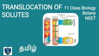 Translocation of Organic Solutes in Tamil  Transport in Plants  Botany I Class 11  TNSCERT NEET [upl. by Lonergan]