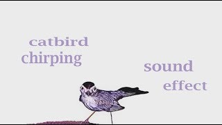 How A Catbird Chirping  Sound Effect  Animation [upl. by Yendyc568]