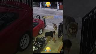 Aiii Aamai 🤣 Dubbing Dappa funny shorts dog comedy shortsfeed funnyanimals animals doglover [upl. by Gannie495]