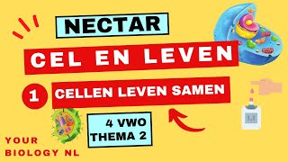 4 vwo  Cel en leven  1  Cellen leven samen [upl. by Einad514]