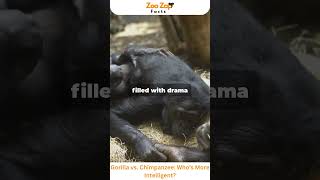 Gorilla vs Chimpanzee Who’s More Intelligent gorilla chimpanzee intelligent viralshorts facts [upl. by Tilla]