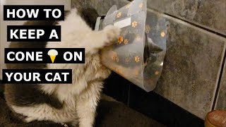 How to stop a Cat removing a ECollar Cone Our DIY Innovative solution [upl. by Kriss]