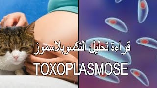 داء القطط وخطورته على المراة الحامل toxoplasmose [upl. by Latonia]