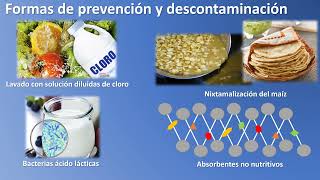 ¿Qué son las micotoxinas [upl. by Floyd]