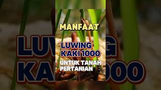 Manfaat Kaki Seribu alias Luwing Buat Pertanian Yuk Kenalan pertanian farm farming agrikultur [upl. by Arihaj]