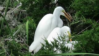 Great Egret Gular Fluttering amp Wings Out in Nest at Ibis Pond Pinckney Island National Wildlife Refu [upl. by Georgie136]