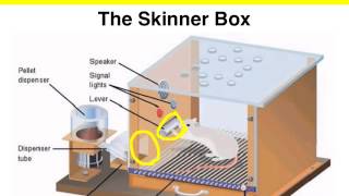 Operant Conditioning  The Skinner box experiment [upl. by Michael]