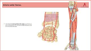 75 Arterias y venas del compartimento anterior del antebrazo Clase de Anatomía Humana de Gray [upl. by Ased]