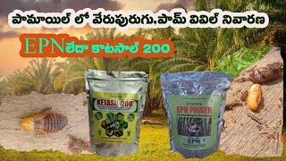 పామాయిల్ లో వేరు పురుగు పామ్ వివిల్ నివారణ EPN లేదా కాటసాల్ 200EPN organicchillitrading6955 [upl. by Jenni721]