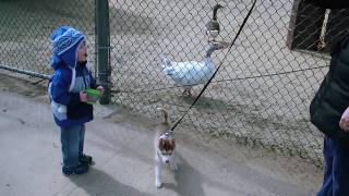 PUPPY MEETS HISSING GOOSE [upl. by Kathrine583]