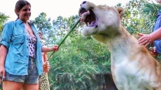 1000 POUND LIGER ENJOYS SOME CHICKEN  Myrtle Beach Safari [upl. by Clancy]