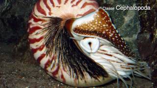 Filo Mollusca moluscos mais biologia parte 2 [upl. by Coniah507]