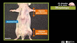 La dissection de la sourismorphologie 1 sur 7 [upl. by Anitram]