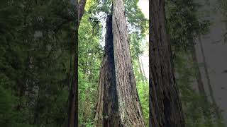 Giant Redwood Tree  California [upl. by Nilyarg460]